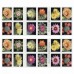 Cactus Flowers Stamps 2019